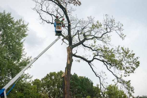 How Our Tree Care Process Works  in  Wautoma, WI