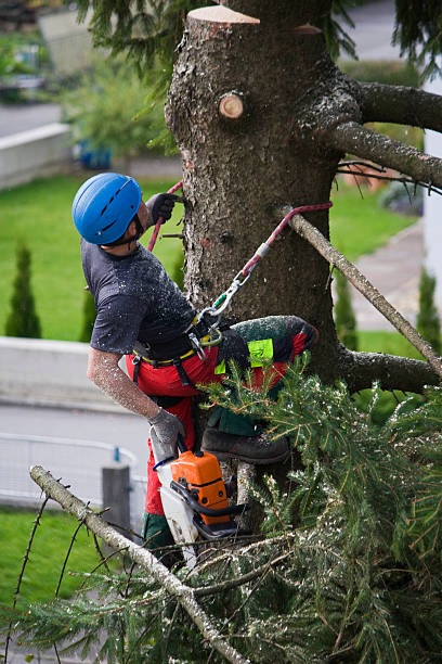 Lawn Watering Services in Wautoma, WI